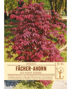 Sortenschild, Acer palmatum 'Bloodgood'