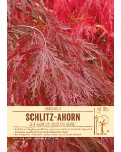 Sortenschild, Acer palmatum 'Dissectum Garnet'