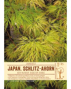 Sortenschild, Acer palmatum 'Dissectum Viridis'