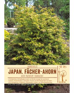 Sortenschild, Acer palmatum 'Osakazuki'