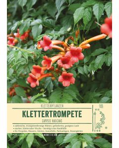 Sortenschild, Campsis radicans