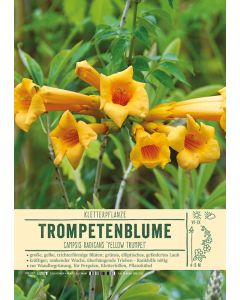 Sortenschild, Campsis radicans 'Yellow Trumpet'