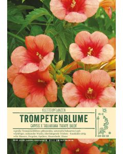 Sortenschild, Campsis x tagliabuana 'Madame Galen'