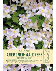 Sortenschild, Clematis montana 'Rubens'