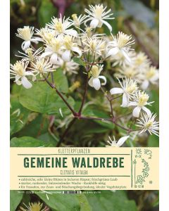 Sortenschild, Clematis vitalba