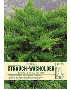 Sortenschild, Juniperus × pfitzeriana 'Mint Julep'