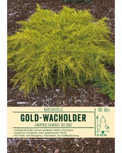 Sortenschild, Juniperus chinensis 'Old Gold'