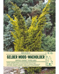 Sortenschild, Juniperus chinensis 'Plumosa Aurea'