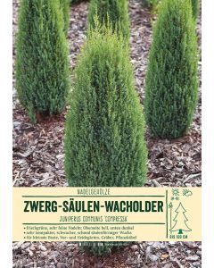 Sortenschild, Juniperus communis 'Compressa'
