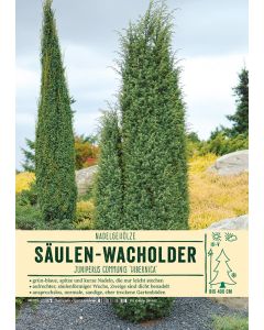 Sortenschild, Juniperus communis 'Hibernica'
