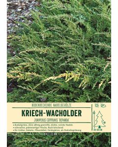 Sortenschild, Juniperus communis 'Repanda'