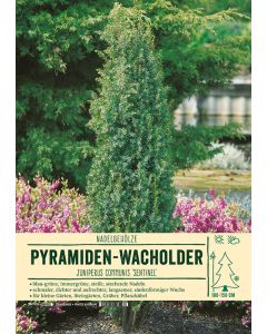 Sortenschild, Juniperus communis 'Sentinel'