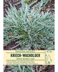 Sortenschild, Juniperus horizontalis 'Glauca'