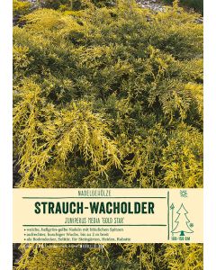 Sortenschild, Juniperus media 'Gold Star'