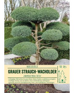 Sortenschild, Juniperus media 'Hetzii'