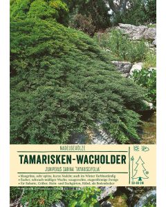 Sortenschild, Juniperus sabina 'Tamariscifolia'