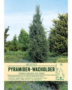 Sortenschild, Juniperus scopulorum 'Blue Pyramid'
