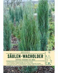 Sortenschild, Juniperus virginiana 'Blue Arrow'