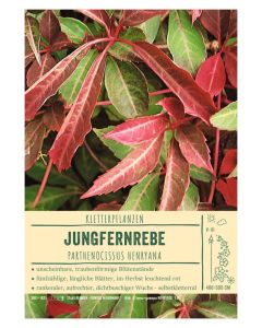 Sortenschild, Parthenocissus henryana