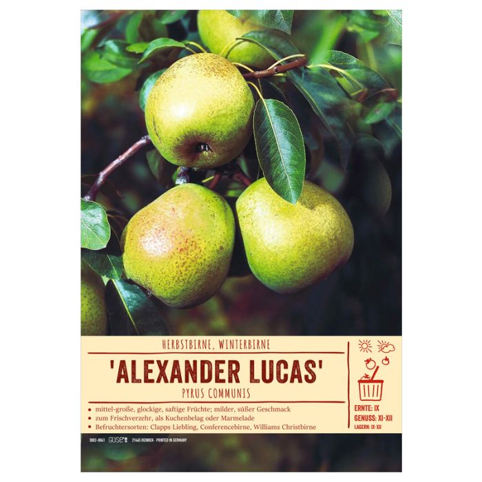 Sortenschild Pyrus Communis Alexander Lukas Vpe 1 Stuck