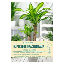 glücksfeder abgebrochen Glücksfeder | Zamioculcas zamiifolia main image 0