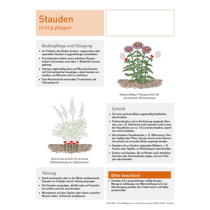 Infoblatt "Stauden" kaufen | Gse Shop