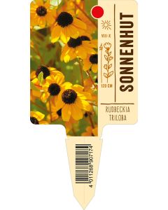 Rudbeckiatriloba, Bildstecketikett VS: