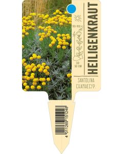 Santolinachamaecyparissus, Bildstecketikett VS: