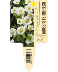 SaxifragaArendsii-Hybride, Bildstecketikett VS: