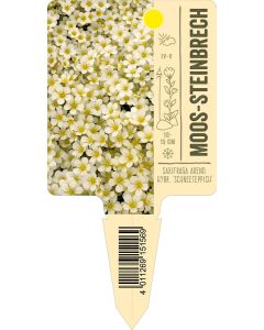 Saxifraga Arend. Hybr. 'Schneeteppich', Bildstecketikett VS: