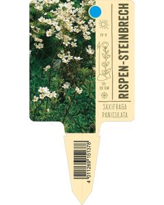 Saxifragapaniculata, Bildstecketikett VS: