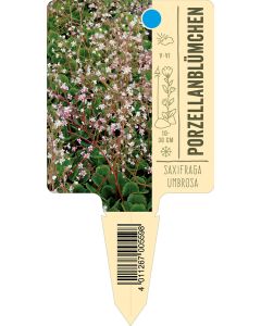 Saxifragaumbrosa, Bildstecketikett VS: