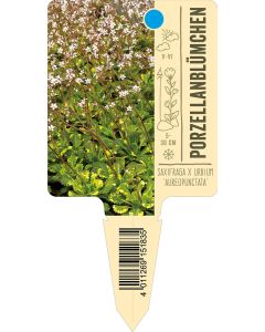 Saxifraga x urbium 'Aureopunctata', Bildstecketikett VS: