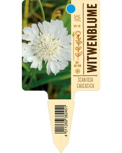 Scabiosacaucasica, Bildstecketikett VS: