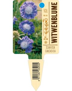 Scabiosacaucasica, Bildstecketikett VS: