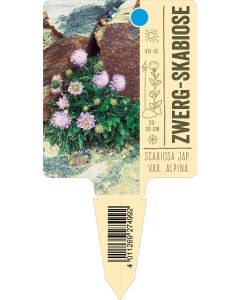 Scabiosa jap. var. alpina, Bildstecketikett VS: