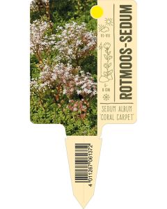 Sedum album 'Coral Carpet', Bildstecketikett VS: