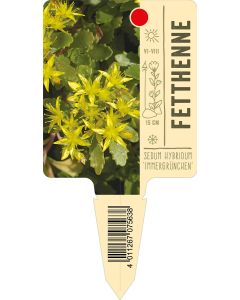 Sedum hybridum 'Immergrünchen', Bildstecketikett VS: