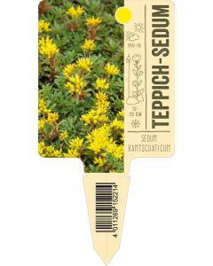 Sedumkamtschaticum, Bildstecketikett VS: