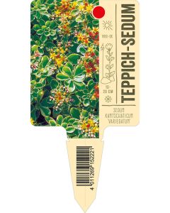Sedum kamtschaticum 'Variegatum', Bildstecketikett VS: