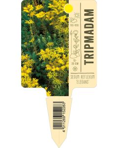 Sedum reflexum 'Elegans', Bildstecketikett VS: