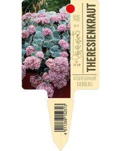 Hylotelephiumsieboldii, Bildstecketikett VS: