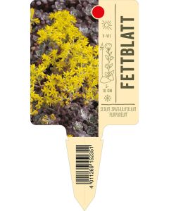 Sedum spathulifolium 'Purpureum', Bildstecketikett VS: