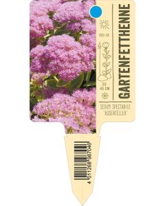 Sedum spectabile 'Rosenteller', Bildstecketikett VS: