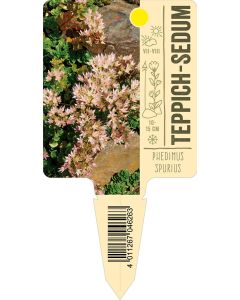 Phedimusspurius, Bildstecketikett VS: