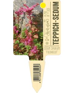 Sedum spurium 'Fuldaglut', Bildstecketikett VS: