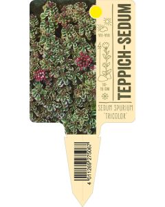 Sedum spurium 'Tricolor', Bildstecketikett VS:
