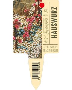 Sempervivumarachnoideum, Bildstecketikett VS: