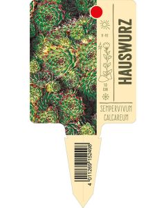 Sempervivum calcareum, Bildstecketikett VS: