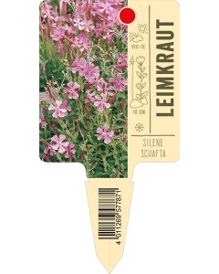 Sileneschafta, Bildstecketikett VS: